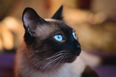 cat, Eyes, Blue Wallpapers HD / Desktop and Mobile Backgrounds