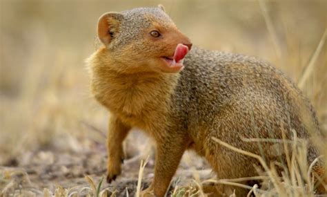 World of Mongoose: Breeds, Behavior, Characteristics, Diet and Beyond