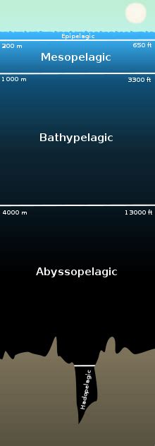 The Abyssopelagic Zone