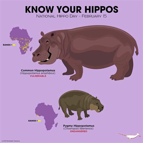 Peppermint Narwhal on Instagram: “Know your #hippos #nationalhippoday # ...