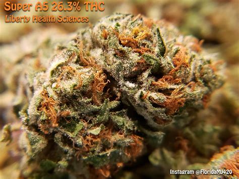 Super A5 26.3% THC Flower from Liberty Health Sciences in Panama City ...