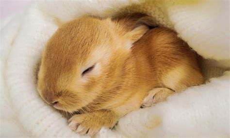 Is It Safe For Owners To Sleep With Their Rabbits? | Here Bunny