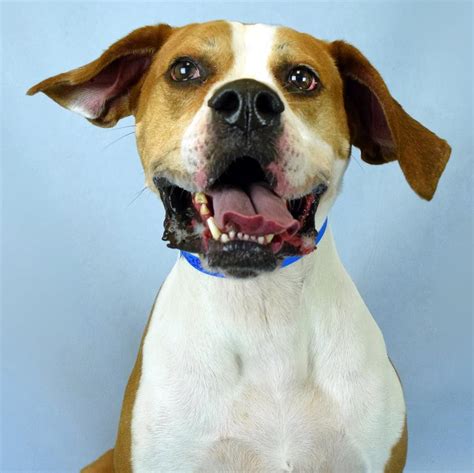 Playful Hank (ID 563893) loves going to the dog park splashing around ...