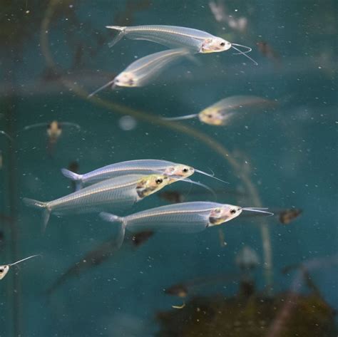 Ghost Glass Catfish - for sale at Aquarium Fish Depot