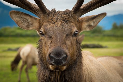 Alaska Wildlife Tour — Planet Earth Adventures - Alaska Guided Tours ...