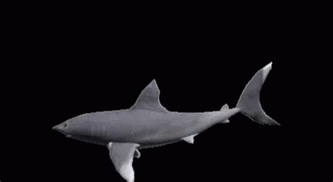 Shark Spin GIF - Shark Spin - Discover & Share GIFs