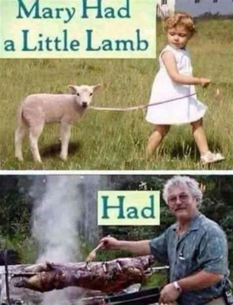 Mary had a little Lamb - Funny | Lamb, Funny images, Humor