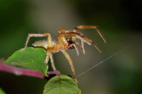 Unearth the Reality of Pennsylvania's Venomous Spiders - Animals Around ...