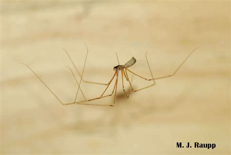 Me and my shadow: Cellar spider, Pholcus phalangioides — Bug of the Week