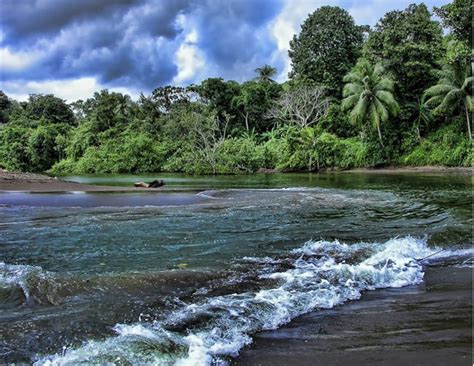 Birding Drake Bay Costa Rica - A complete Guide