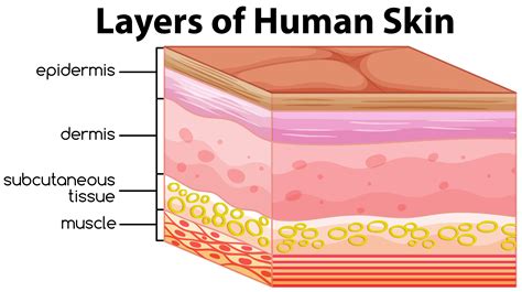 Human Skin Layers Vector Art, Icons, and Graphics for Free Download