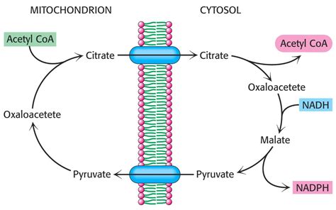 Source of Acetyl CoA for Fatty Acid Synthesis | Leaders in ...