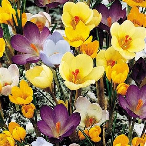 CROCUS Species. Mixed. One of the earliest heralds of spring.