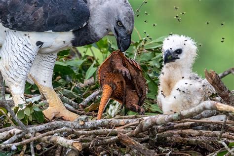 The heroic effort in the Amazon to save the harpy eagle from deforestation