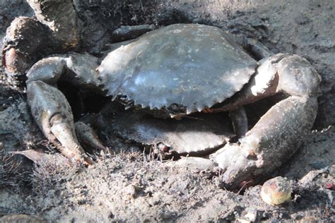 Mud Crab (Zanzibar Wildlife - Nell's Favourites) · iNaturalist