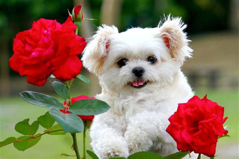 Fluffy Puppy Wallpapers - Top Free Fluffy Puppy Backgrounds ...