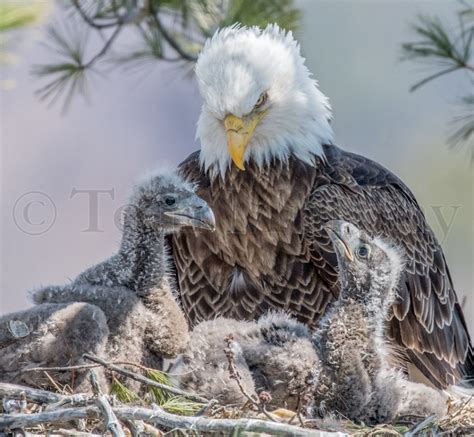 Bald Eagles Feeding Chicks – Tom Murphy Photography