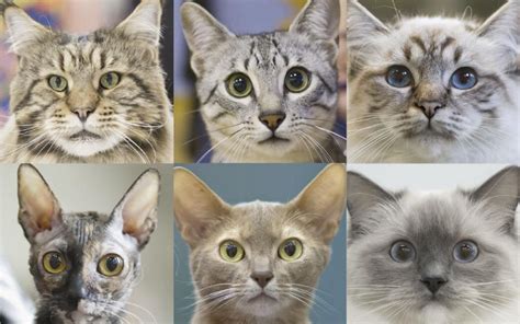 Seven personality and behaviour traits identified in cats