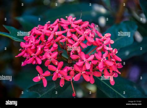 Aboli flower hi-res stock photography and images - Alamy