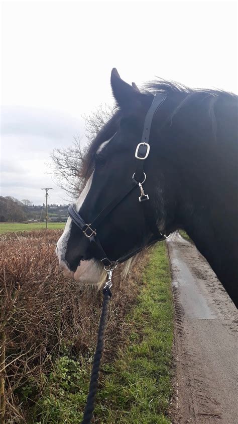 Shire / Heavy Horse Luxury Leather Padded Head Collar