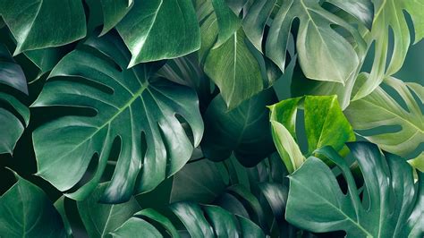 Green monstera leaves background design resource | premium image by ...