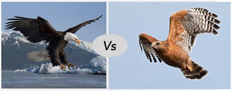 Eagle vs Hawk fight comparison & difference- who will win?