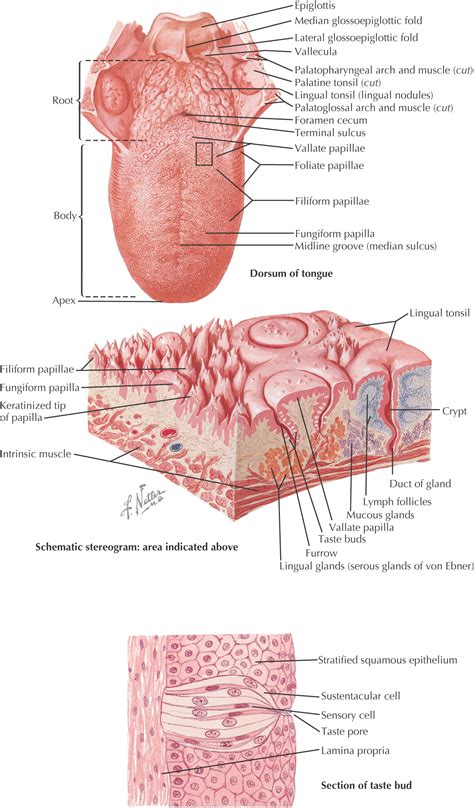 14: Tongue | Pocket Dentistry