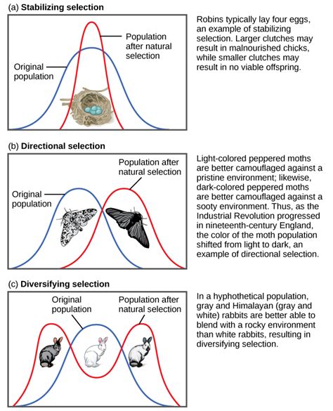 Evolution by Natural Selection | Biological Principles