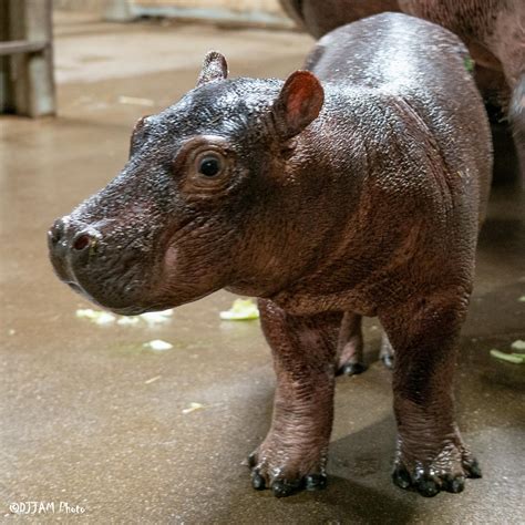 Hello Fritz! - Cincinnati Zoo & Botanical Garden