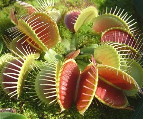 E Garden Venus Fly Trap Seed Price in India - Buy E Garden Venus Fly ...