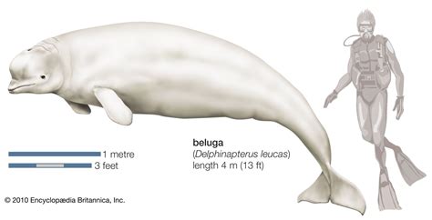 Beluga Whale Diagram