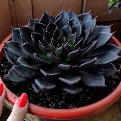 Echeveria Black Prince