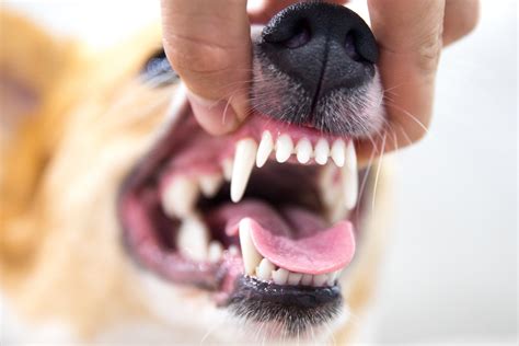 The Dangers of Canine Periodontitis - Stumps and Rumps