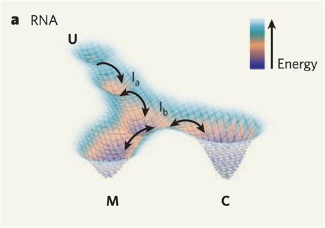 example of rna folding landscape