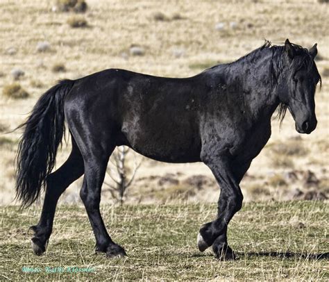 Wild Mustang Stallion Photos | Images of Wild Mustang Stallions