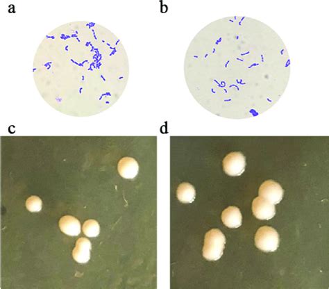 Lactobacillus Colony Morphology