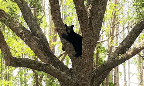 Florida Black Bear • Florida Wildlife Federation