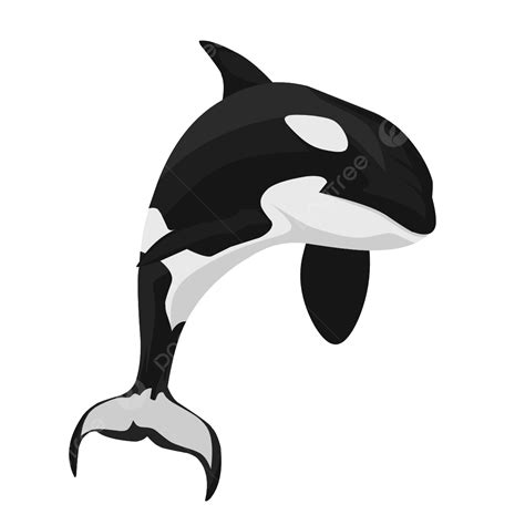 Orca Vector Png Pegatina Clipart Orca Orca Dibujos Animados Personaje ...