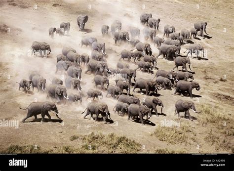 Aerial of African elephants Amboseli National Park Kenya Stock Photo ...