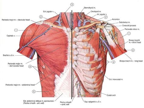 Muscles Of The Pectoral Region