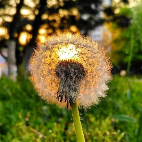 Pin by Mels on Dandelions | Abstract photography, Nature photography ...