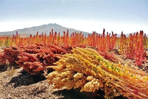 Is Quinoa Indian? - Chai Nomad