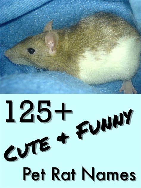 125+ Cute and Clever Names for Your Pet Rat | Pet rats, Pet rodents ...