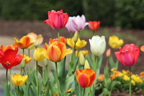 Ultimate guide to growing Tulips - The Boston Bulb Company Ltd