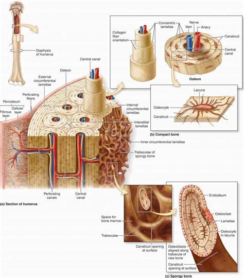 Lamellae Bone