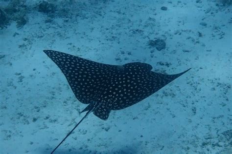 13 Spotted Eagle Ray Facts That Will Blow Your Mind | Dressel Divers