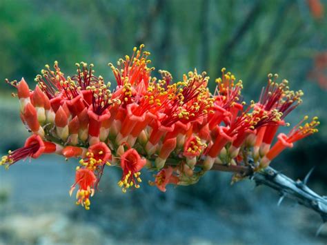 Growing Ocotillo - How To Care For The Ocotillo Plant