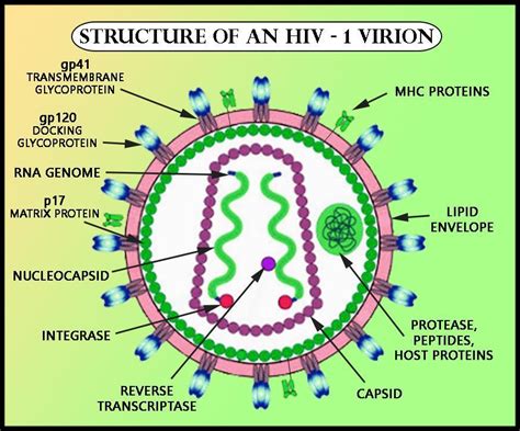 Ide Terbaru HIV Virus Structure