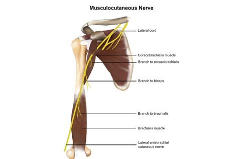 Musculocutaneous Nerve