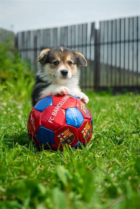 Soccer Dog Wallpapers - Wallpaper Cave